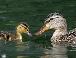 mom and baby duck